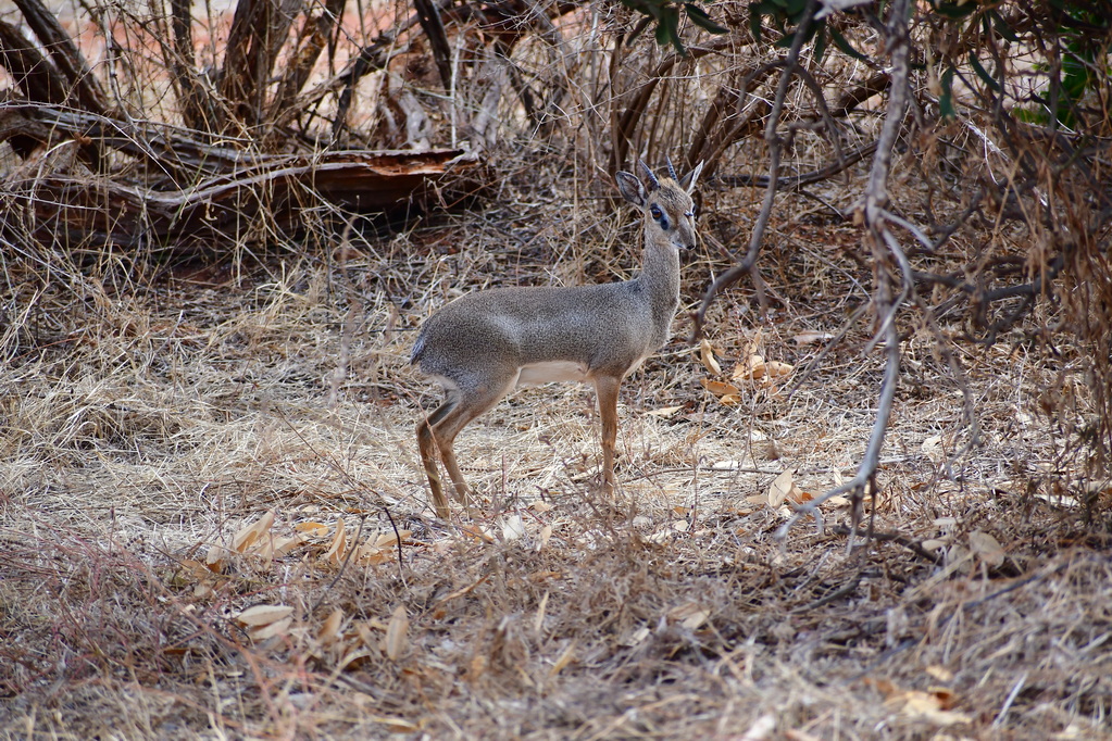 Tsavo East National Park